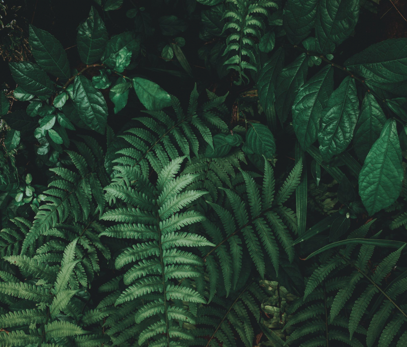 Tropical green leaf background, Dark tone theme.